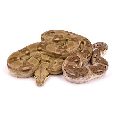 Boa imperator Ghost het VPI femelle NC 2022 35586