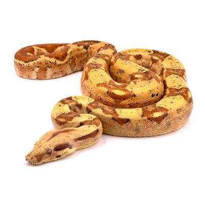 Boa imperator VPI sunglow femelle NC 2022 35440