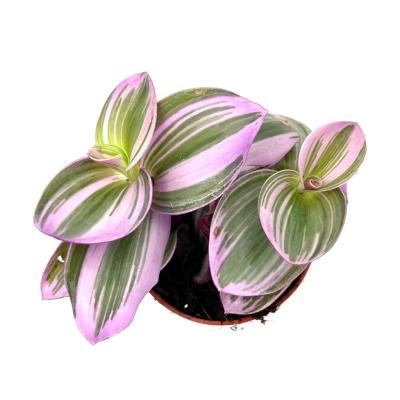 Tradescantia albiflora "Nanouk" P7