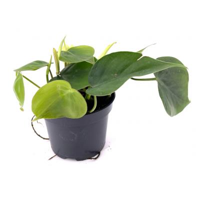 Philodendron scandens green