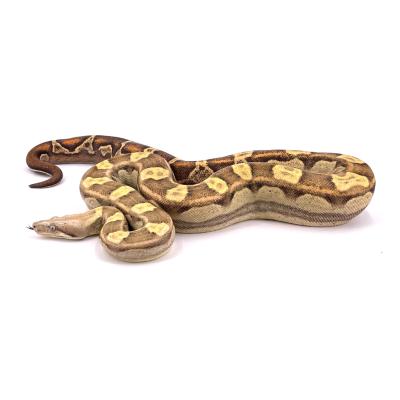 Boa imperator VPI motley femelle NC 2021 34955