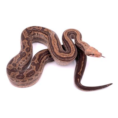 Boa imperator VPI motley femelle NC 2021 35613