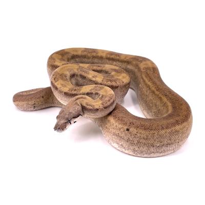 Boa imperator Ghost motley mâle NC 2021 36574