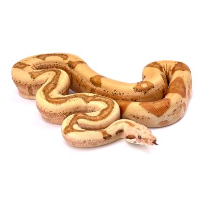 Boa imperator VPI sunglow jungle mâle NC 2021 36063