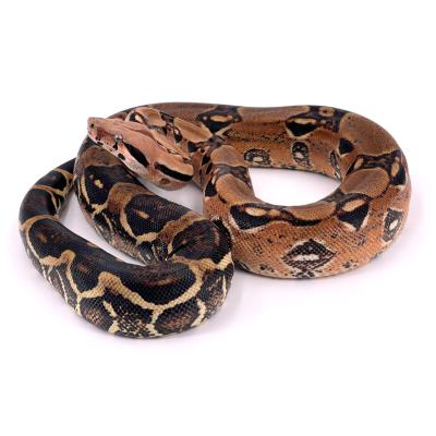 Boa imperator Forme type double het red dragon femelle NC 2022 34685