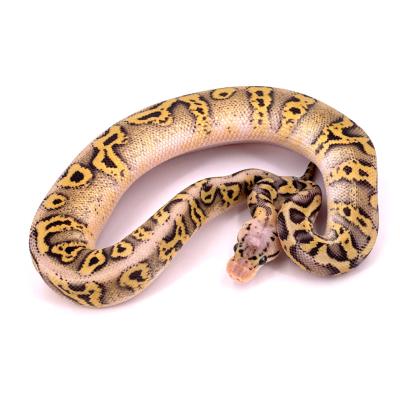 Python regius Super pastel stranger cryptic 50% het moray mâle 2023