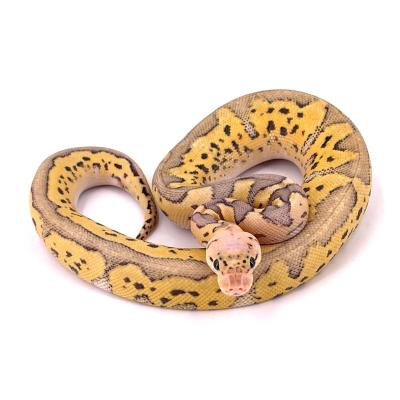 Python regius Super pastel 50% het moray mâle 2023