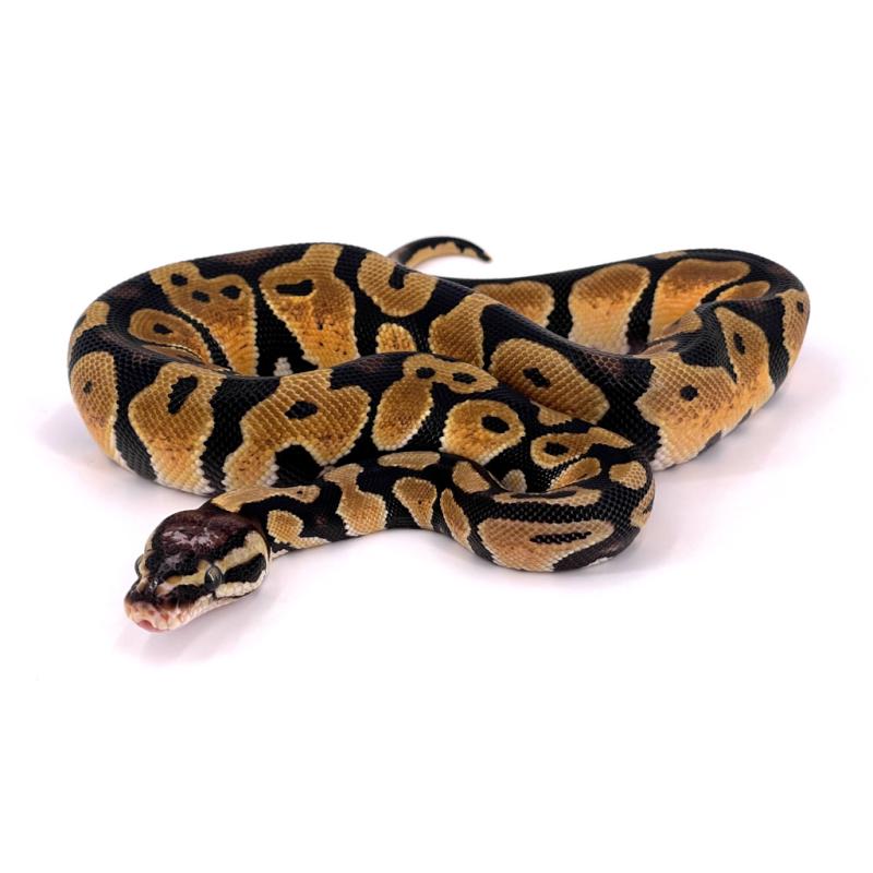 Python regius Scaleless head pastel (Python royal) - REPTILIS
