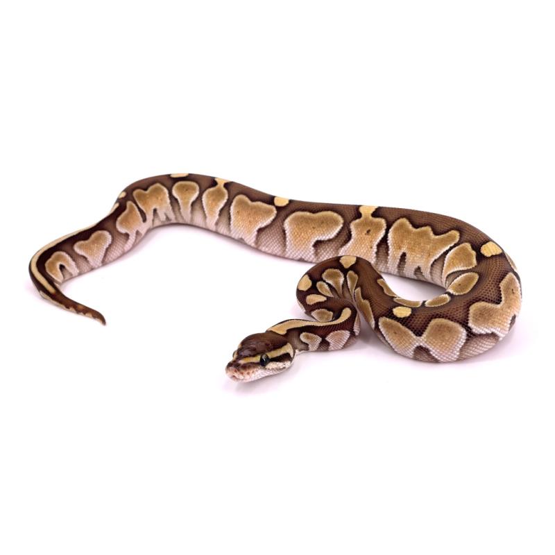 Python regius Scaleless head butter (Python royal) - REPTILIS