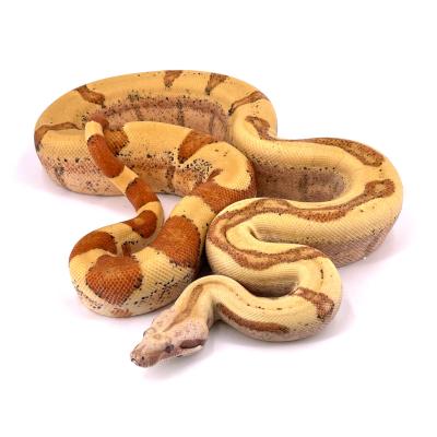 Boa imperator VPI sunglow jungle mâle NC 2020 41948