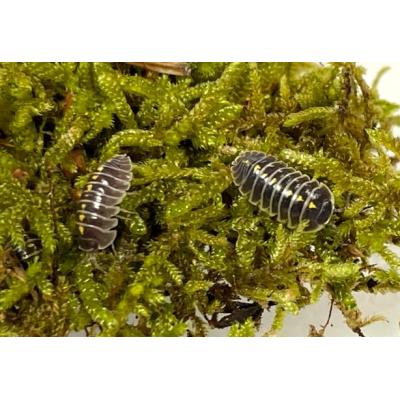 Armadillidium germanicum