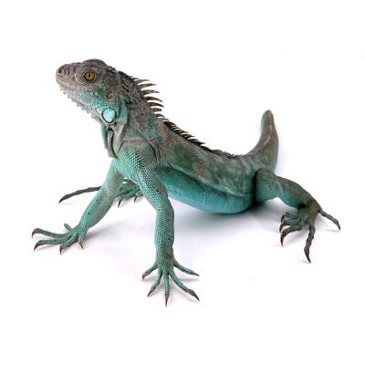 Iguana iguana Axanthic blue NC 2023 queue de repousse femelle (à confirmer) 3176