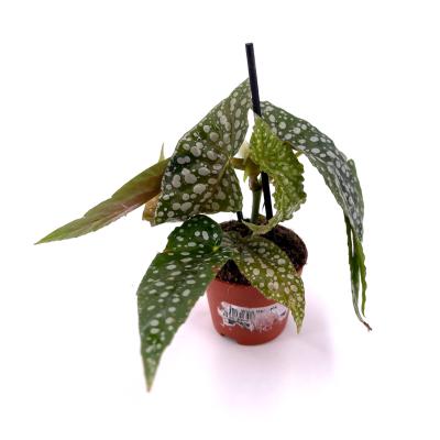 Mini Begonia wing maculata pot de 5 cm