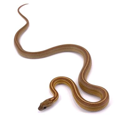 Pantherophis guttatus Tessera caramel stripe 2023