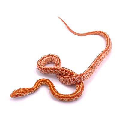 Pantherophis guttatus Tessera creamsicle 2023