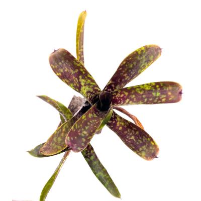 Neoregelia lilliputeana x chlorosticta