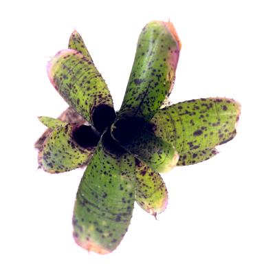 Neoregelia lilliputeana x large form pauciflora