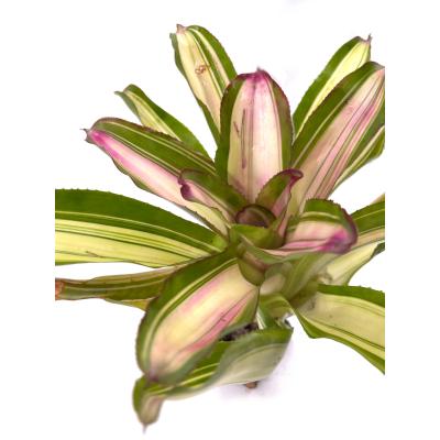 Neoregelia Lila variegata