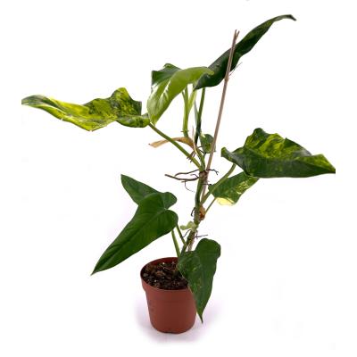 Philodendron domesticus pot de 12 cm