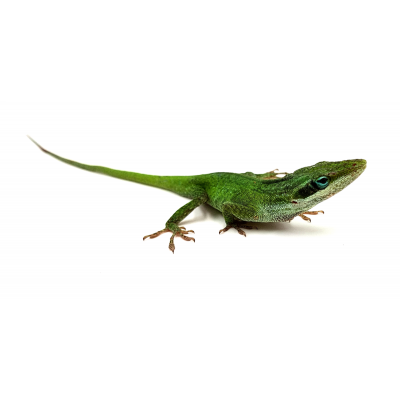 Anolis carolinensis