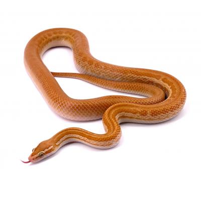 Boaedon (Lamprophis) capensis albinos NC 2023