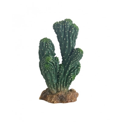 Plante "cactus Victoria" de Hobby