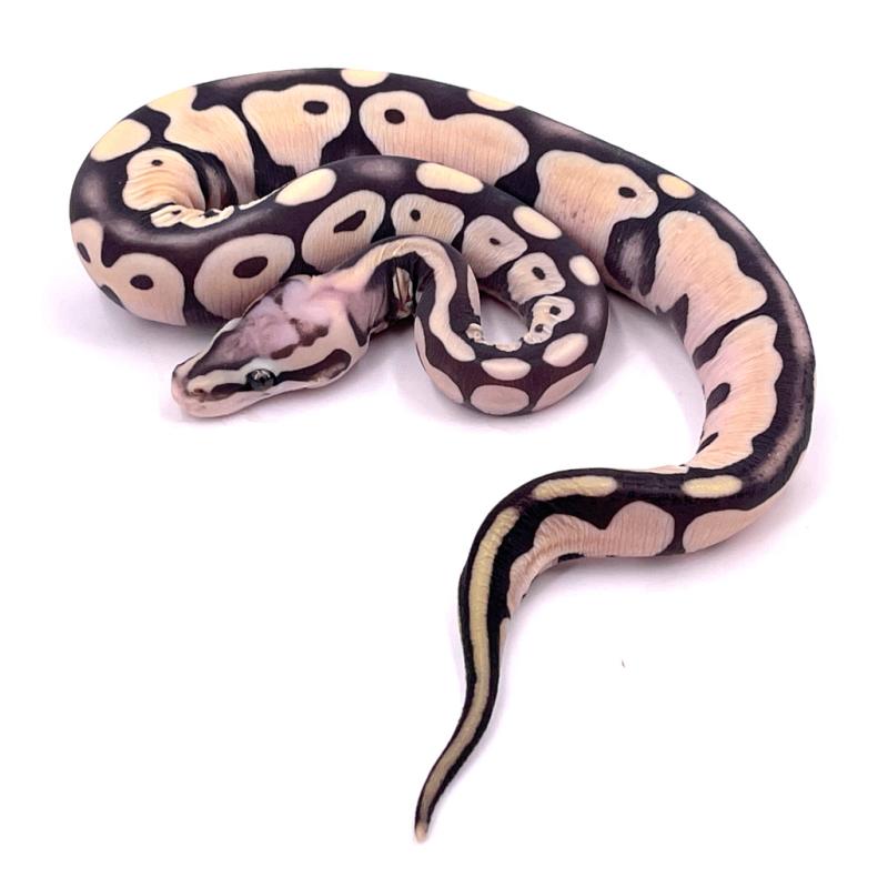 Python regius Scaleless pastel (Python royal) - REPTILIS