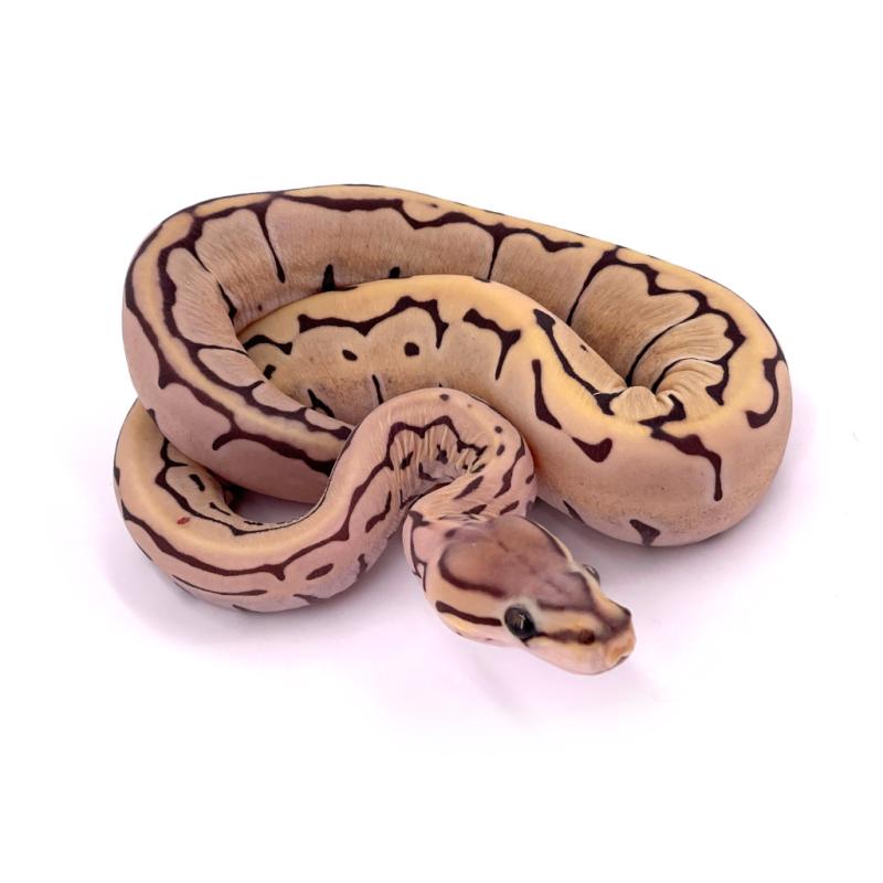 Python regius Scaleless pinstripe (Python royal) - REPTILIS