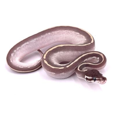 Python regius Purple passion mâle NC 2024 1009