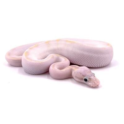 Python regius Ivory super pastel mâle NC 2024 1123