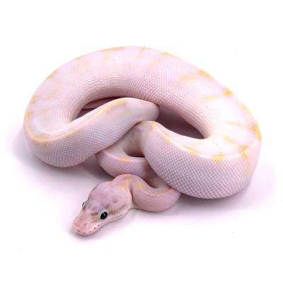 Python regius Ivory super pastel femelle NC 2024 5678