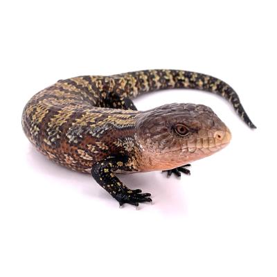 Tiliqua gigas keyensis