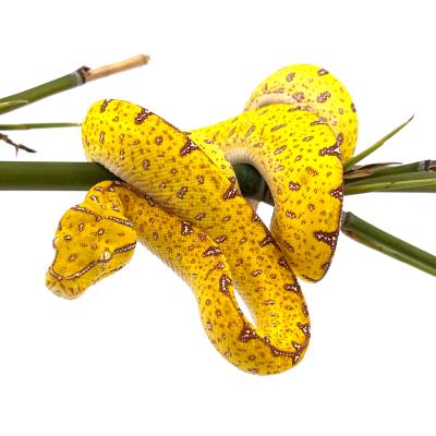Morelia viridis (Morelia azurea utaraensis ) Lereh