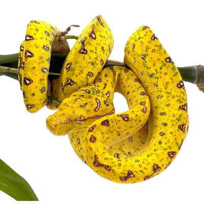 Morelia viridis (Morelia azurea azurea ) Biak