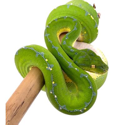 Morelia viridis (Morelia azurea pulcher ) Sorong femelle