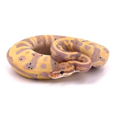 Python regius Coral glow leopard double het clown pied mâle