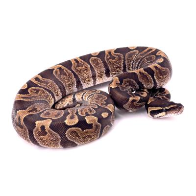 Python regius GHI het ultra mâle