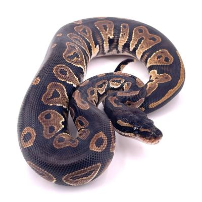 Python regius Black head het lavender mâle
