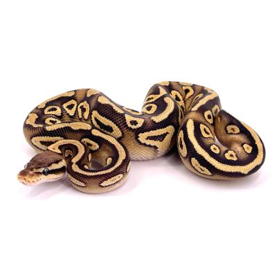 Python regius Pastel mojave (gravel) het clown femelle