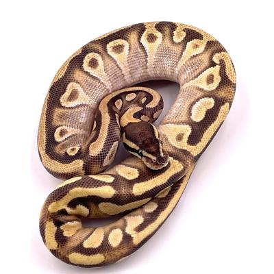 Python regius Orange dream mojave yellow belly het clown femelle