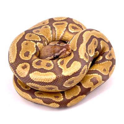 Python regius Cinnamon caramel albinos het hypo mâle