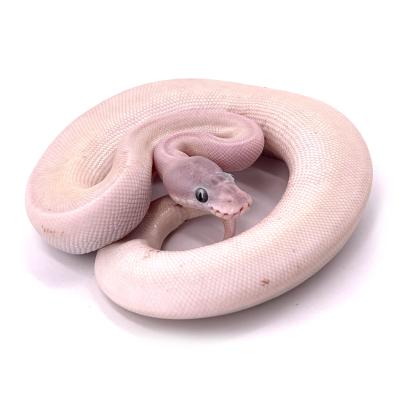 Python regius Super mojave hypo femelle