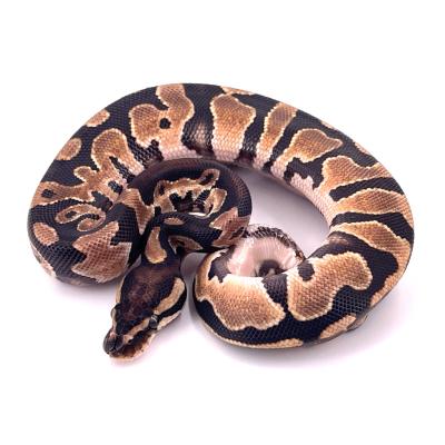 Python regius Orange dream double het hypo pied  femelle