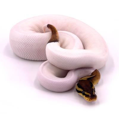 Python regius Black pastel orange dream pied het hypo mâle