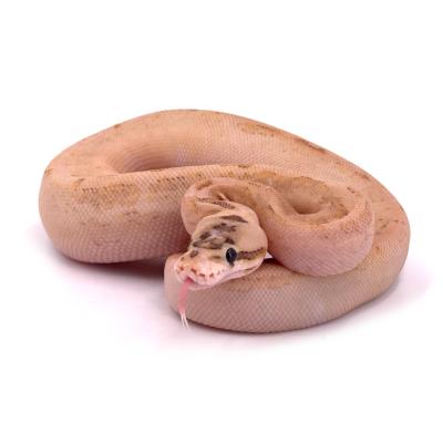Python regius Spider highway 66% het pied ou pied visuel ? femelle
