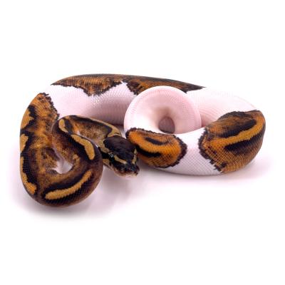 Python regius Pied het hypo mâle 1