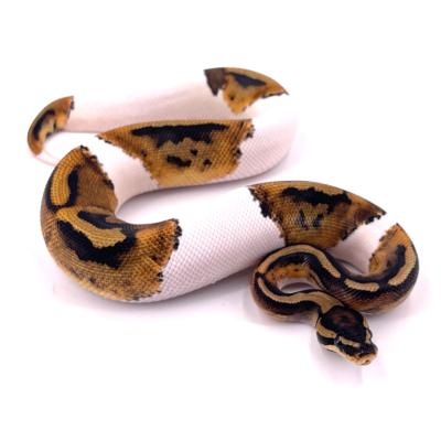 Python regius Pied het hypo mâle 2