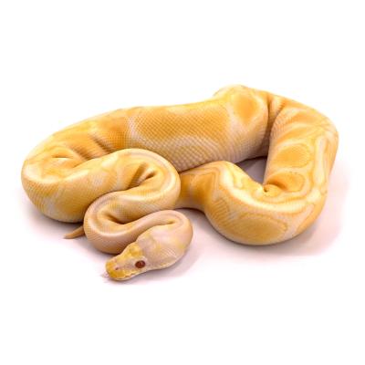 Python regius Pastel toffee (cinnamon enchi)