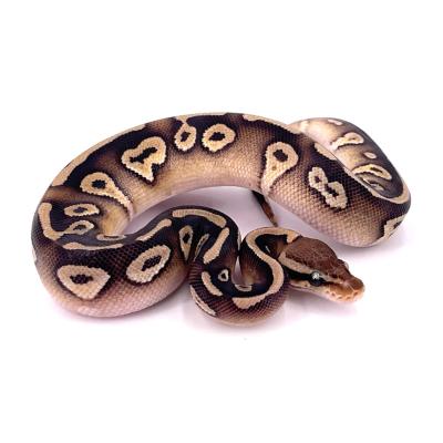 Python regius Mojave mâle