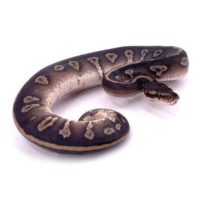 Python regius Mojave chocolat het hypo 50% het pied femelle
